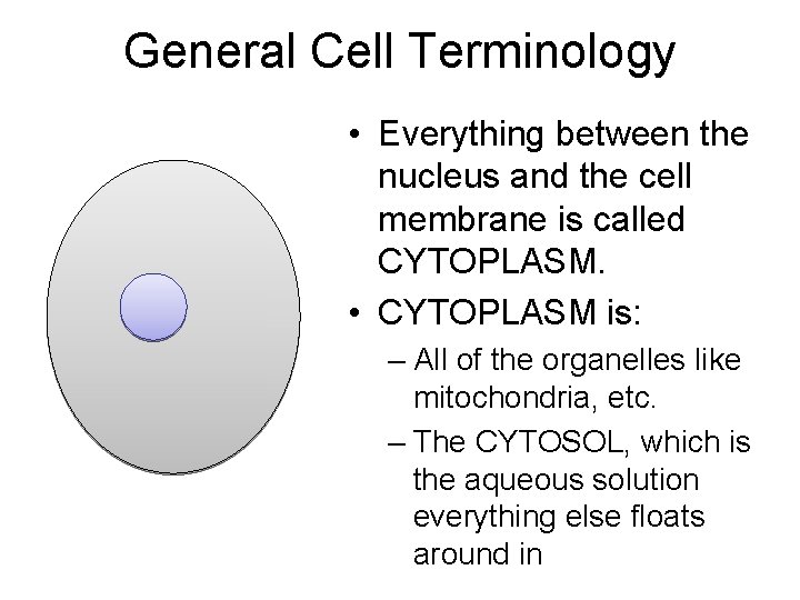 General Cell Terminology • Everything between the nucleus and the cell membrane is called