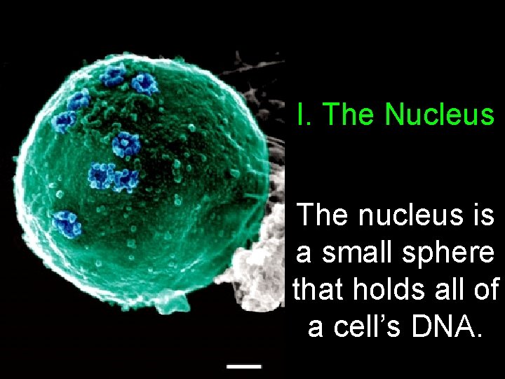 I. The Nucleus The nucleus is a small sphere that holds all of a