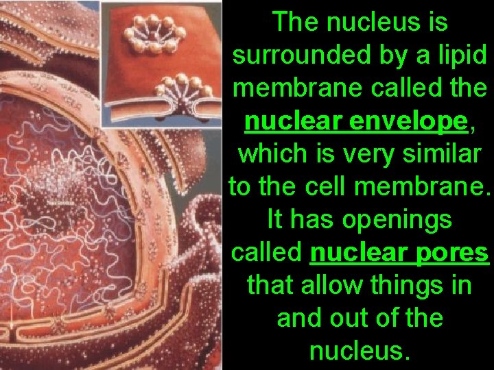 The nucleus is surrounded by a lipid membrane called the nuclear envelope, which is