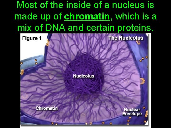 Most of the inside of a nucleus is made up of chromatin, which is