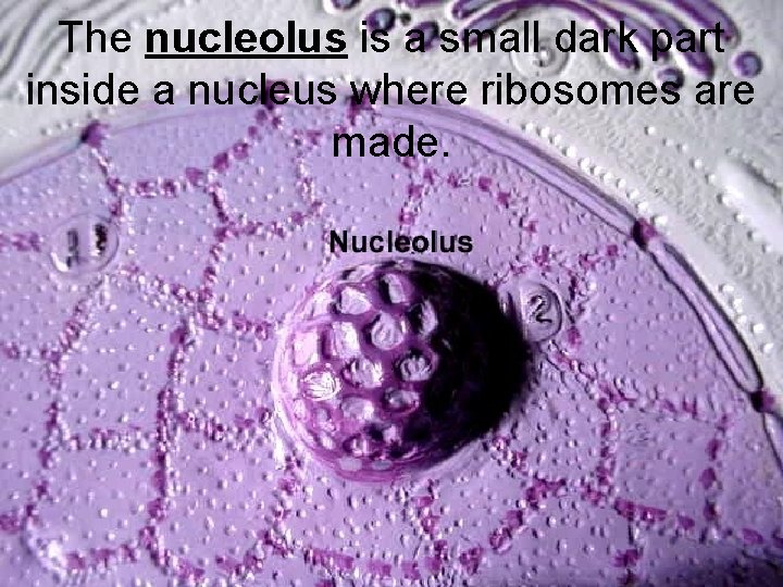 The nucleolus is a small dark part inside a nucleus where ribosomes are made.