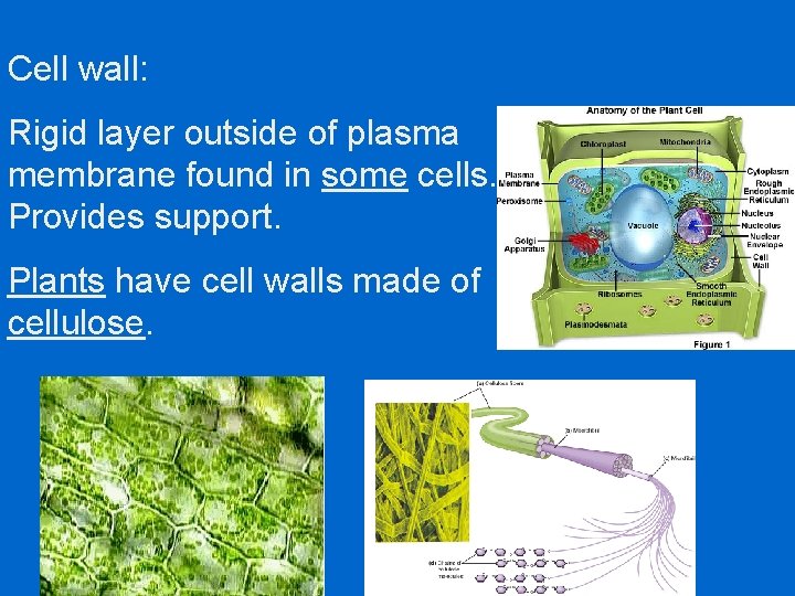 Cells Basic Unit of All Living Things 1