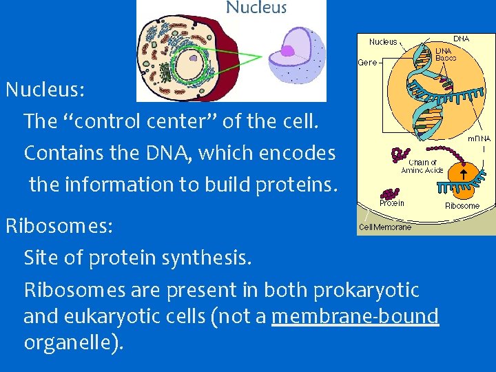Nucleus: The “control center” of the cell. Contains the DNA, which encodes the information