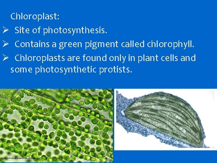 Chloroplast: Ø Site of photosynthesis. Ø Contains a green pigment called chlorophyll. Ø Chloroplasts