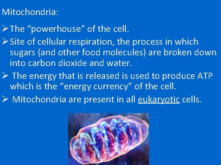 Mitochondria: Ø The “powerhouse” of the cell. Ø Site of cellular respiration, the process