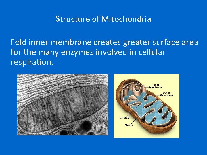 Structure of Mitochondria Fold inner membrane creates greater surface area for the many enzymes
