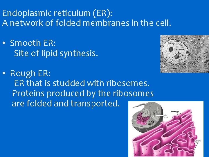 Endoplasmic reticulum (ER): A network of folded membranes in the cell. • Smooth ER: