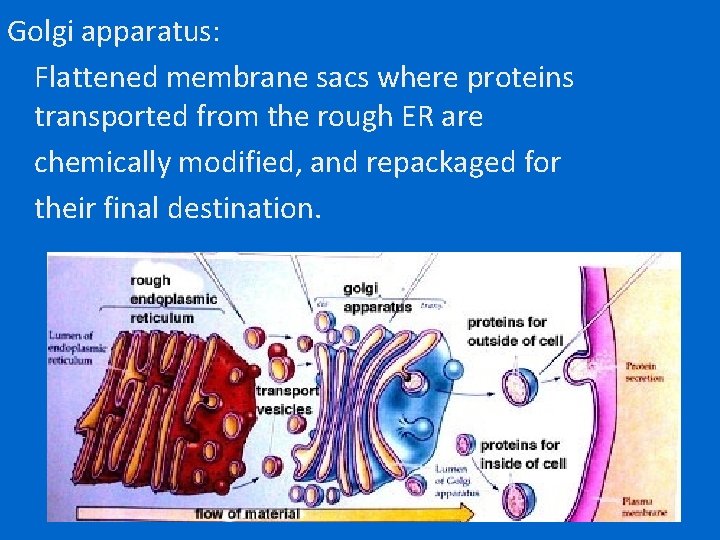 Golgi apparatus: Flattened membrane sacs where proteins transported from the rough ER are chemically
