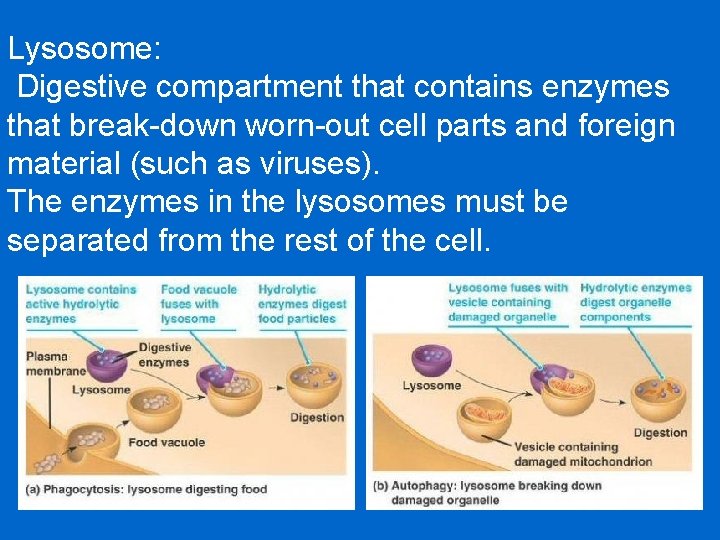 Lysosome: Digestive compartment that contains enzymes that break-down worn-out cell parts and foreign material
