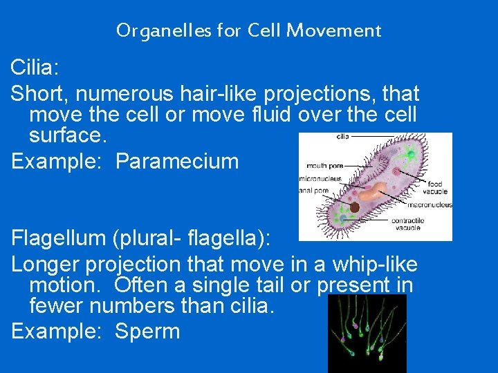 Organelles for Cell Movement Cilia: Short, numerous hair-like projections, that move the cell or