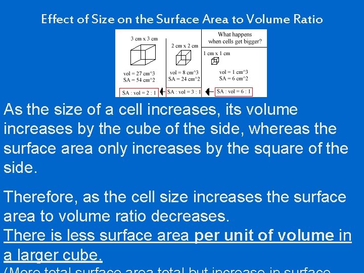 Effect of Size on the Surface Area to Volume Ratio As the size of