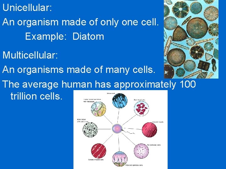 Unicellular: An organism made of only one cell. Example: Diatom Multicellular: An organisms made