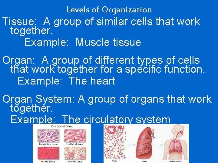Levels of Organization Tissue: A group of similar cells that work together. Example: Muscle