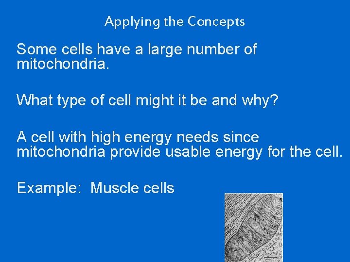 Applying the Concepts Some cells have a large number of mitochondria. What type of
