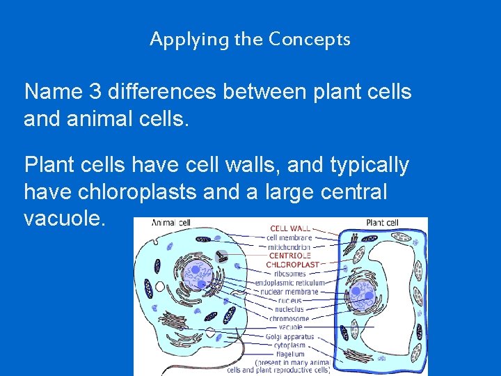 Applying the Concepts Name 3 differences between plant cells and animal cells. Plant cells