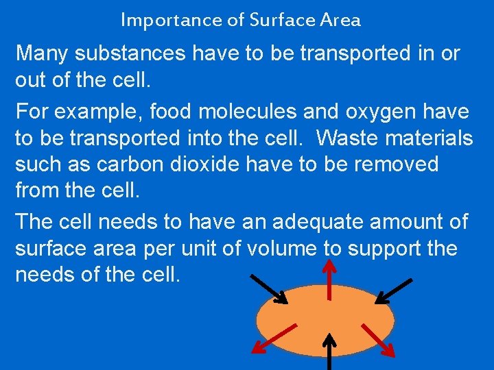 Importance of Surface Area Many substances have to be transported in or out of