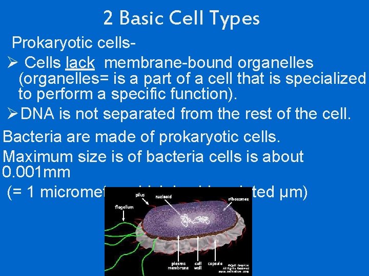 2 Basic Cell Types Prokaryotic cellsØ Cells lack membrane-bound organelles (organelles= is a part