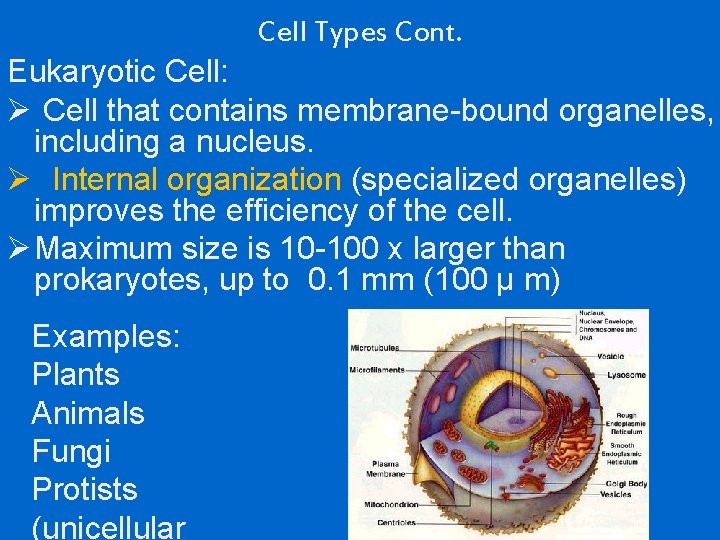 Cell Types Cont. Eukaryotic Cell: Ø Cell that contains membrane-bound organelles, including a nucleus.