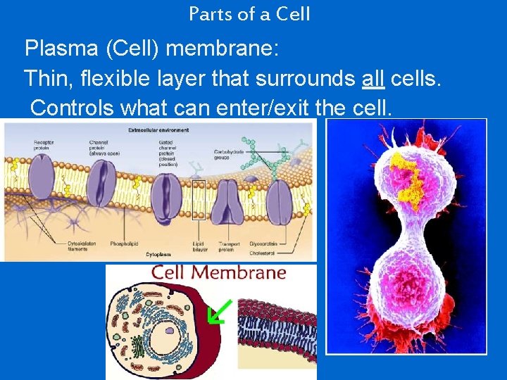 Parts of a Cell Plasma (Cell) membrane: Thin, flexible layer that surrounds all cells.