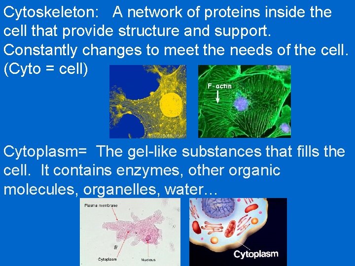 Cytoskeleton: A network of proteins inside the cell that provide structure and support. Constantly