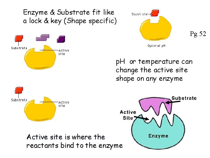 Enzyme & Substrate fit like a lock & key (Shape specific) Pg 52 p.