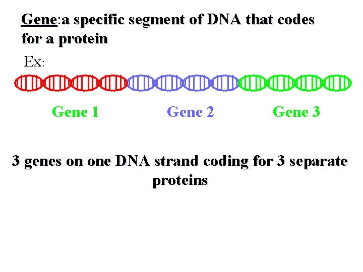 Gene: Gene a specific segment of DNA that codes for a protein Ex: Gene