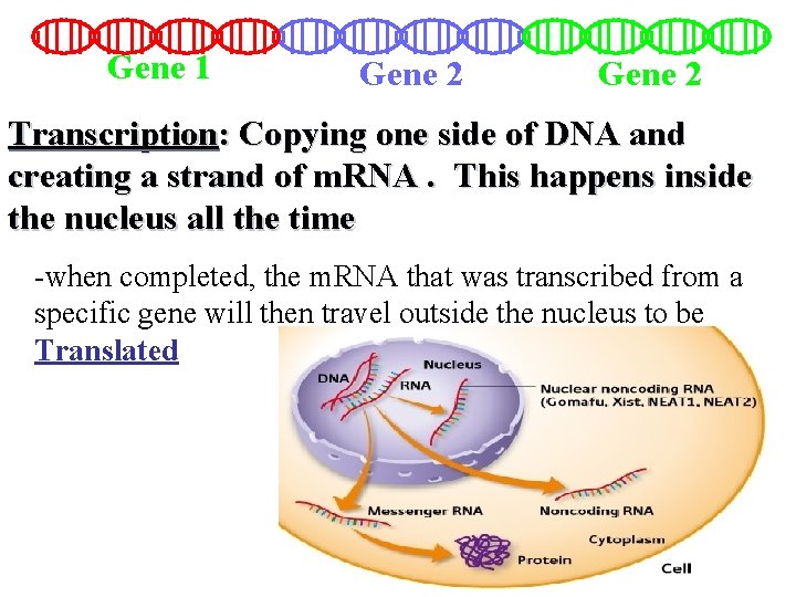 Gene 1 Gene 2 Transcription: Copying one side of DNA and creating a strand