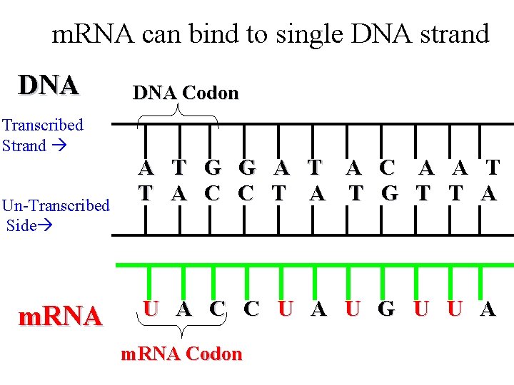 m. RNA can bind to single DNA strand DNA Transcribed Strand Un-Transcribed Side m.