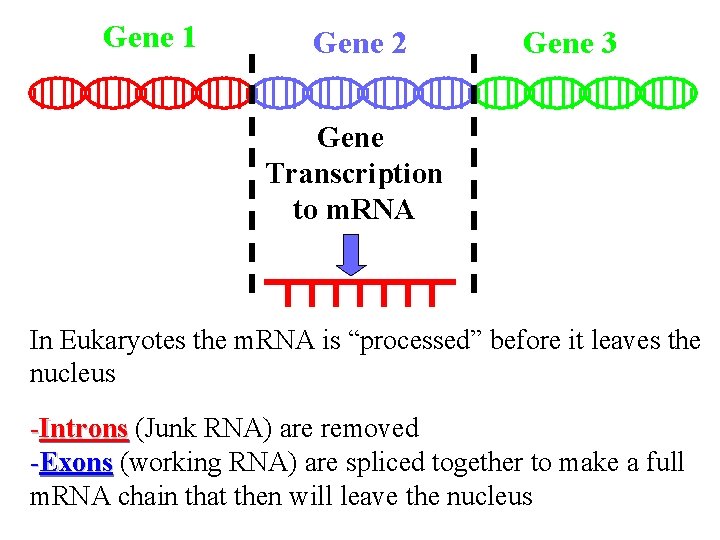 Gene 1 Gene 2 Gene 3 Gene Transcription to m. RNA In Eukaryotes the