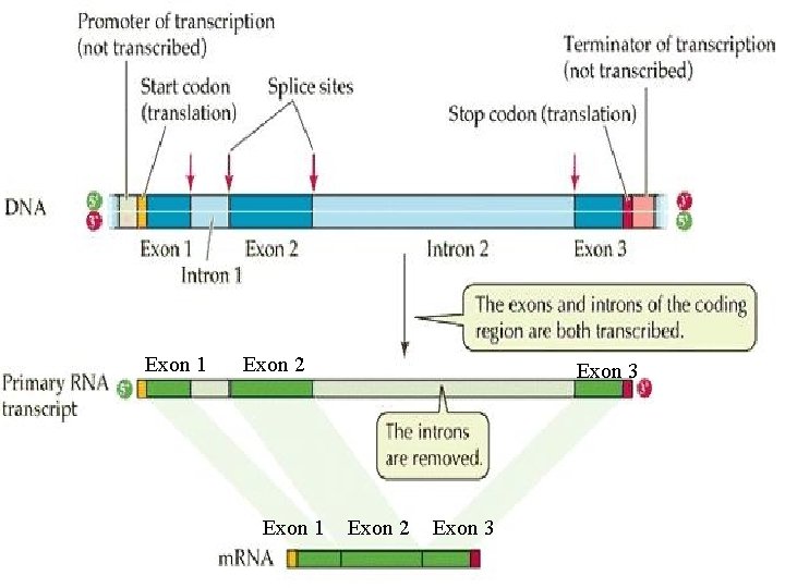 Exon 1 Exon 2 Exon 1 Exon 3 Exon 2 Exon 3 