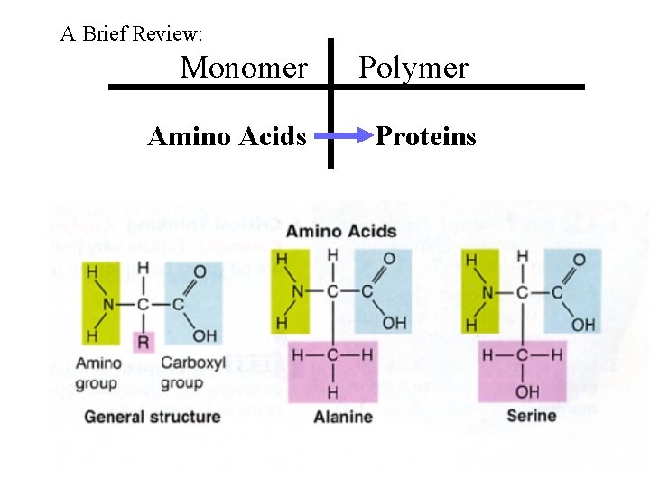 A Brief Review: Monomer Amino Acids Polymer Proteins 