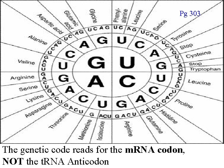 Pg 303 The genetic code reads for the m. RNA codon, NOT the t.