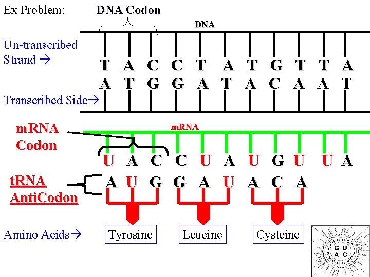Ex Problem: DNA Codon DNA Un-transcribed Strand T A C C T A T