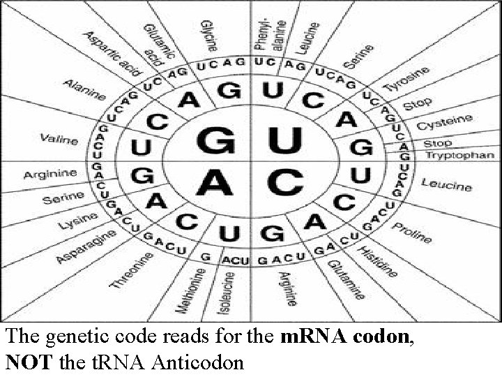 The genetic code reads for the m. RNA codon, NOT the t. RNA Anticodon