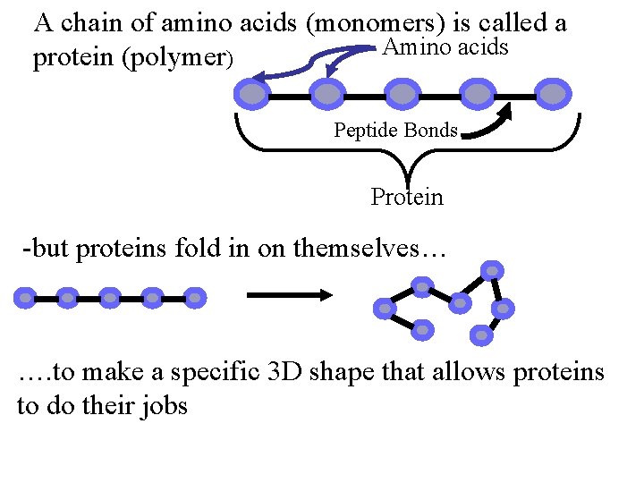 A chain of amino acids (monomers) is called a Amino acids protein (polymer) Peptide