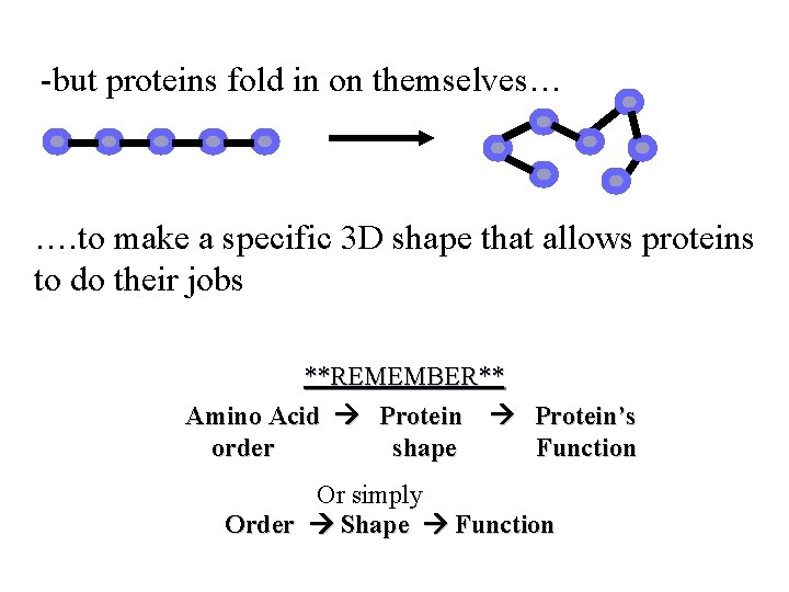 -but proteins fold in on themselves… …. to make a specific 3 D shape