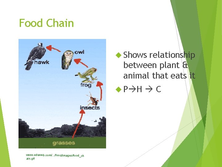 Food Chain Shows relationship between plant & animal that eats it P H www.