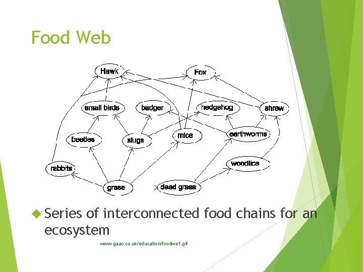 Food Web Series of interconnected food chains for an ecosystem www. gaac. co. uk/education/foodwe