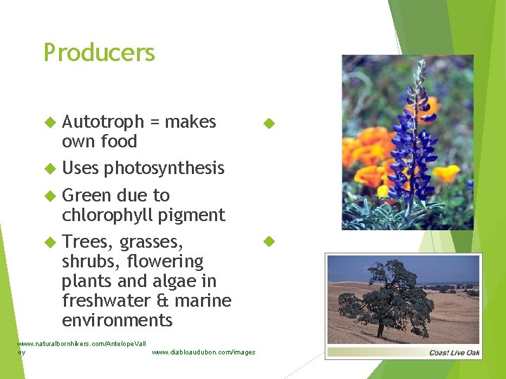 Producers Autotroph = makes own food Uses photosynthesis Green due to chlorophyll pigment Trees,