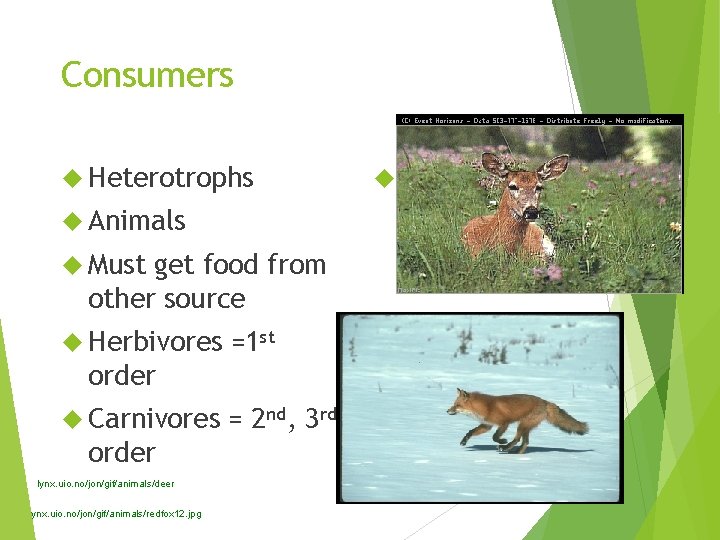 Consumers Heterotrophs Animals Must get food from other source Herbivores =1 st order Carnivores