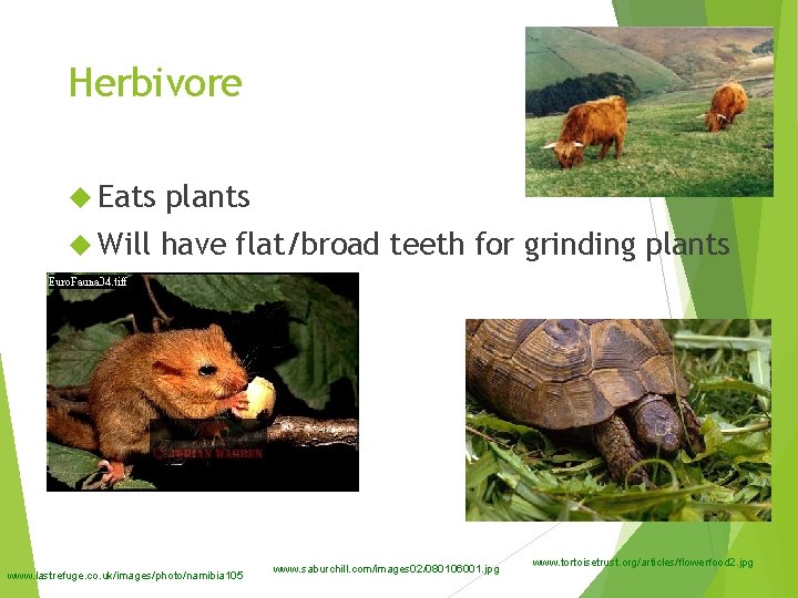 Herbivore Eats plants Will have flat/broad teeth for grinding plants www. lastrefuge. co. uk/images/photo/namibia