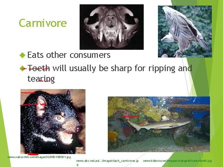 Carnivore Eats other consumers Teeth will usually be sharp for ripping and tearing www.