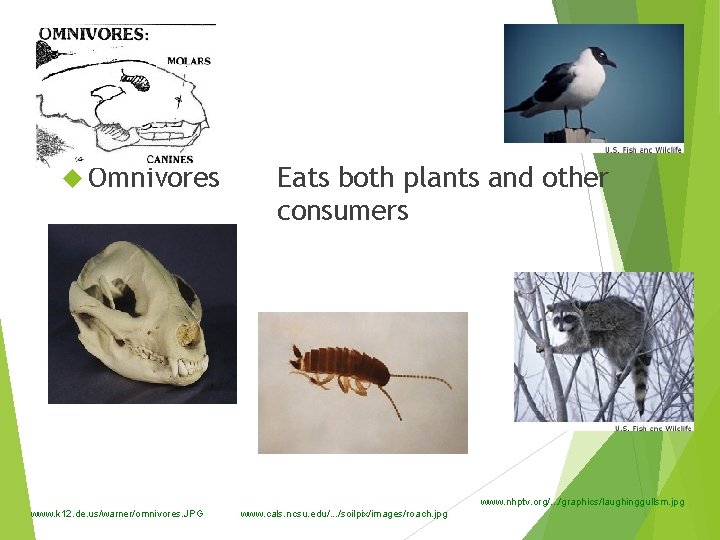 Omnivore Omnivores Eats both plants and other consumers www. nhptv. org/. . . /graphics/laughinggullsm.