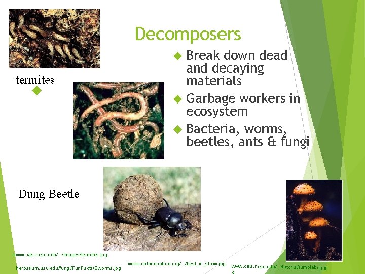 Decomposers Break termites down dead and decaying materials Garbage workers in ecosystem Bacteria, worms,