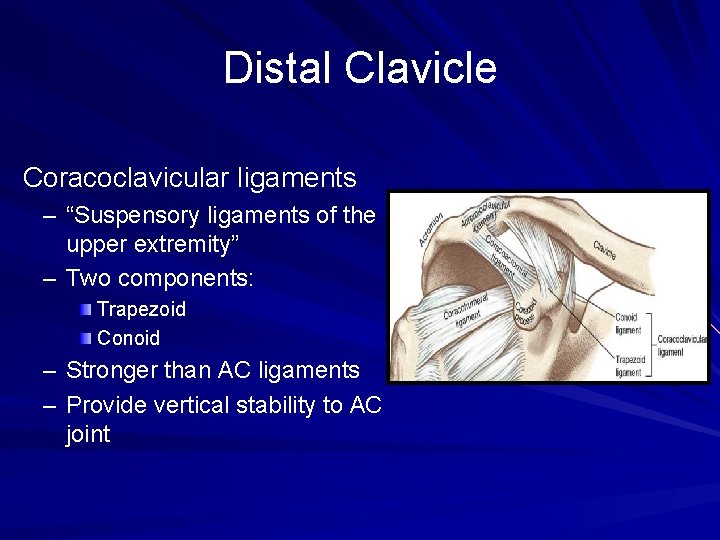 Distal Clavicle Coracoclavicular ligaments – “Suspensory ligaments of the upper extremity” – Two components: