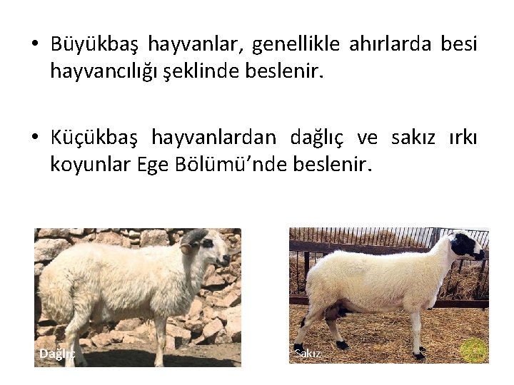  • Büyükbaş hayvanlar, genellikle ahırlarda besi hayvancılığı şeklinde beslenir. • Küçükbaş hayvanlardan dağlıç