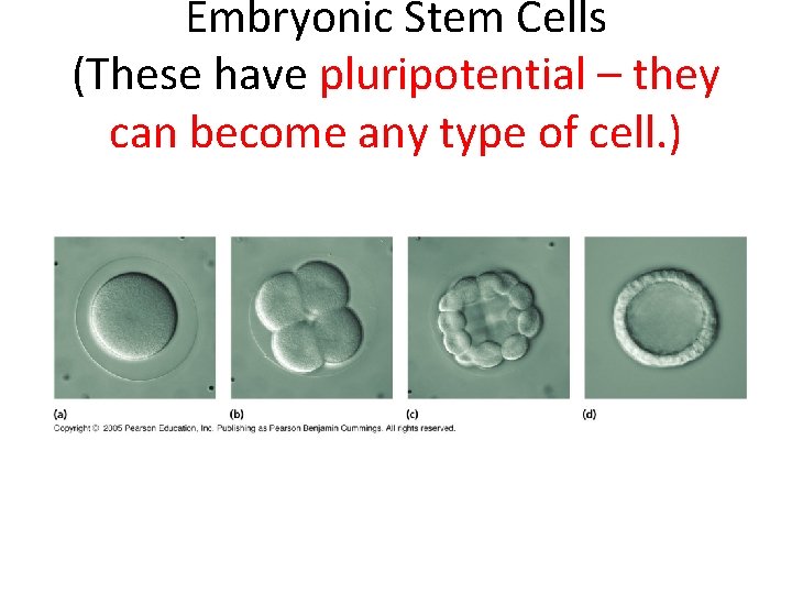 Embryonic Stem Cells (These have pluripotential – they can become any type of cell.