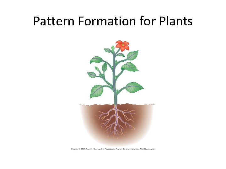 Pattern Formation for Plants 