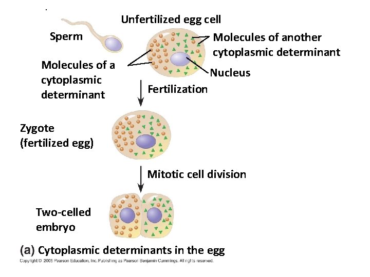. Sperm Molecules of a cytoplasmic determinant Unfertilized egg cell Molecules of another cytoplasmic