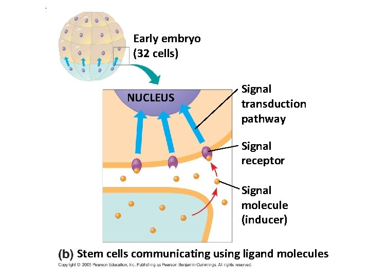 . Early embryo (32 cells) NUCLEUS Signal transduction pathway Signal receptor Signal molecule (inducer)